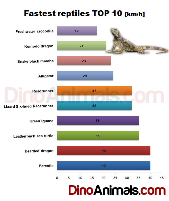 Is an ostrich faster than a cheetah?