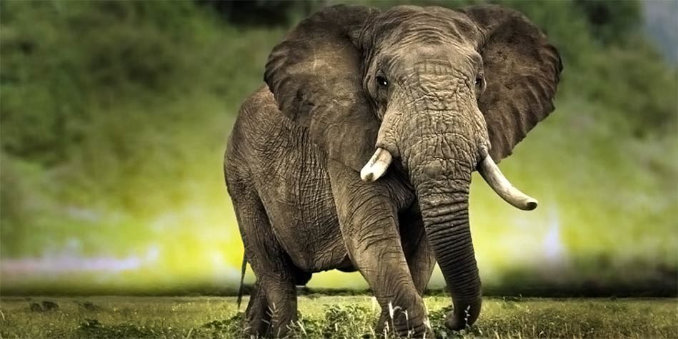 African_bush_elephant 949x475