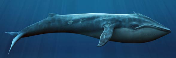 http://dinoanimals.com/wp-content/uploads/2015/02/Blue-whale-2.jpg