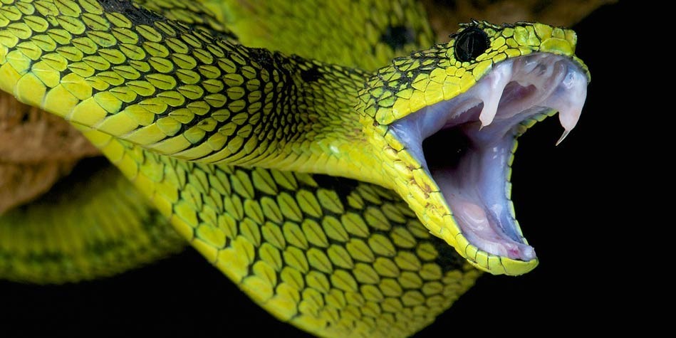 Are Python Snakes Venomous