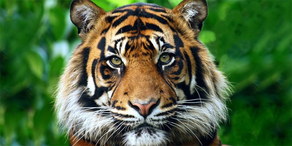 The Sumatran tiger – smallest tiger | DinoAnimals.com