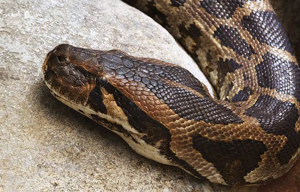 Indian Rock Python (python Molurus) – Dinoanimals.com