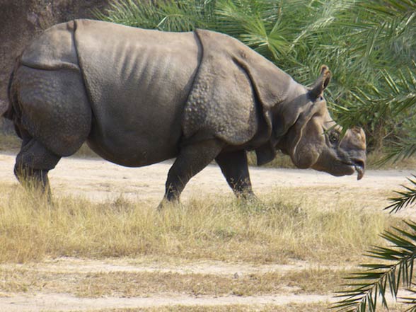 Javan rhinoceros (Rhinoceros sondaicus) – DinoAnimals.com