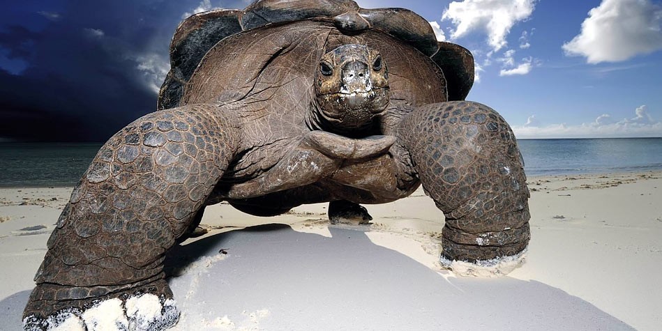 what is the biggest turtle of all time