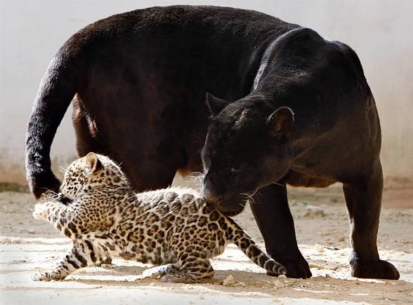 What are some facts about black jaguars?