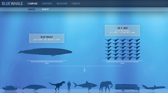 How much does a blue whale's tongue weigh?