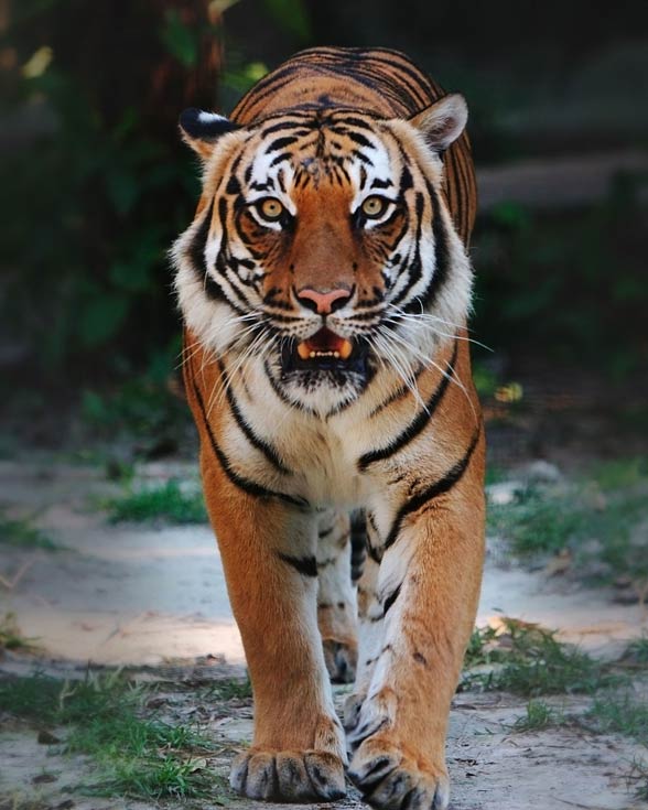 Indochinese Tiger Panthera Tigris Corbetti DinoAnimals Indochinese Tiger Panthera Tigris Corbetti DinoAnimals