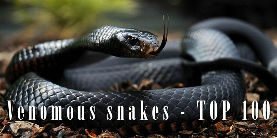 Most Venomous Snakes TOP 10 TOP 100 DinoAnimals