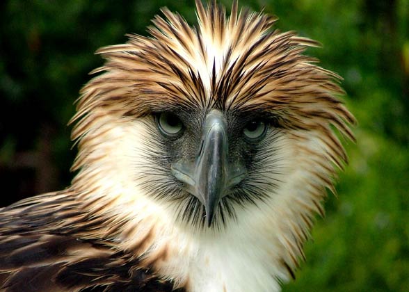Image result for philippine eagle pictures