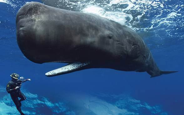 The common name of the sperm whale