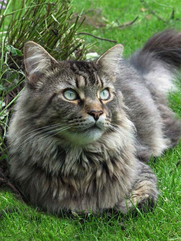 Maine Coon the biggest domestic cat