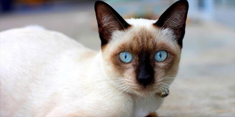 Siamese cat – a dog-like cat | DinoAnimals.com