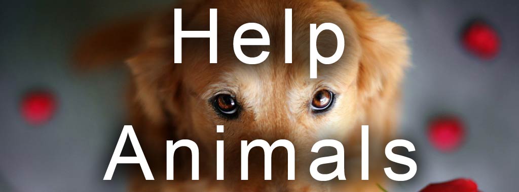 Help animals