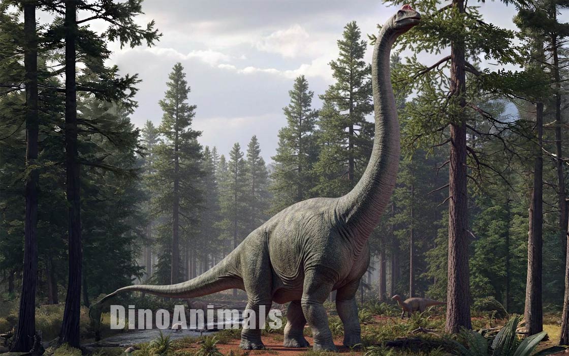 Atlantosaurus montanus by DinoAnimals