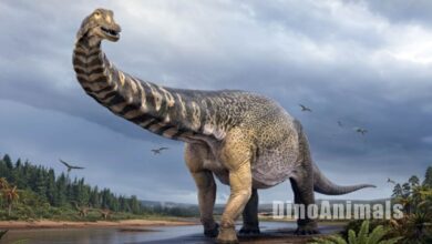 Australotitan cooperensis by DinoAnimals