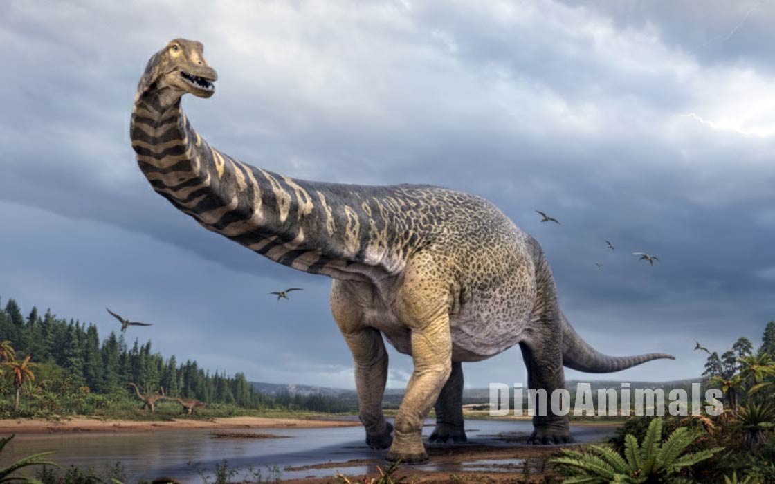 Australotitan cooperensis by DinoAnimals