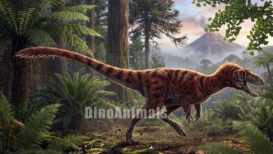 Dilong paradoxus by DinoAnimals