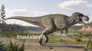 Gorgosaurus libratus by DinoAnimals
