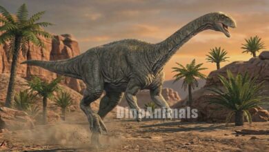 Macrocollum itaquii by DinoAnimals