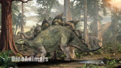 Stegosaurus ungulatus