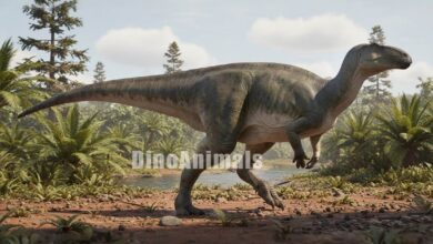 Zuoyunlong huangi by DinoAnimals