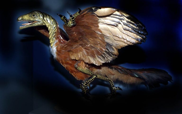 Archaeopteryx Lithographica | Dinosaur Database By DinoAnimals.com