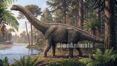 Yeneen houssayi by DinoAnimals