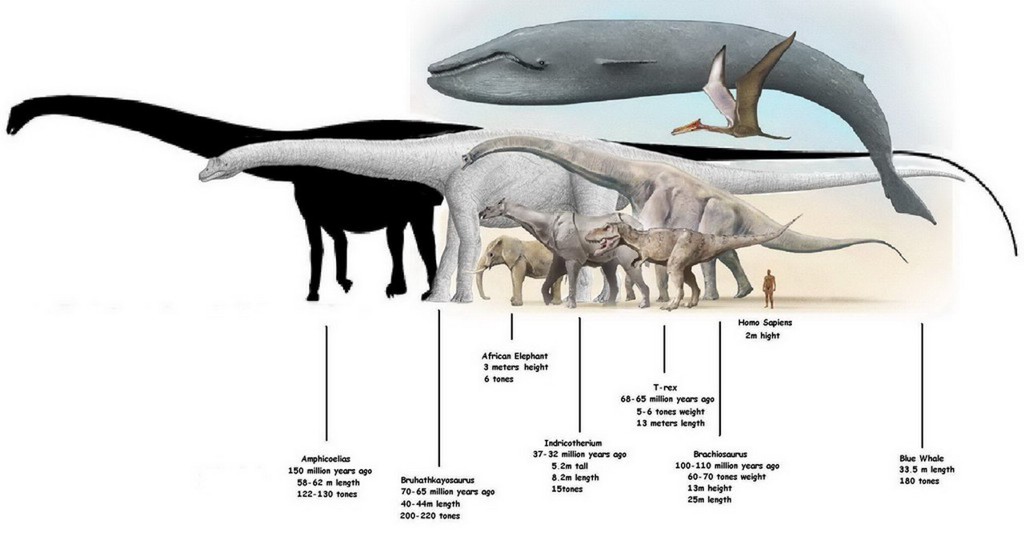 Animals, dinosaurs, human size