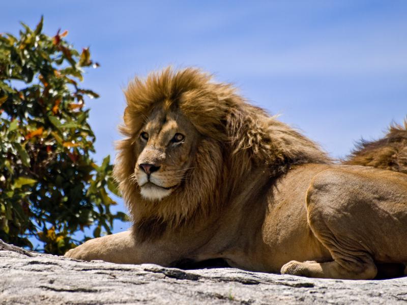 Lion - the king of animals. | DinoAnimals.com