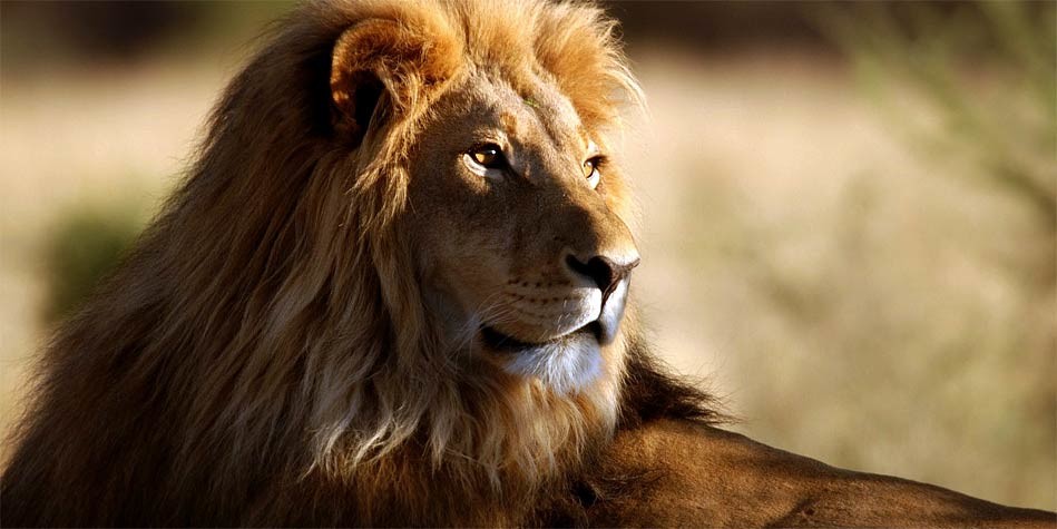 Who is the king of animals? – killerinsideme.com