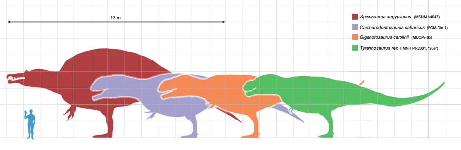 The Longest theropods - comparison.