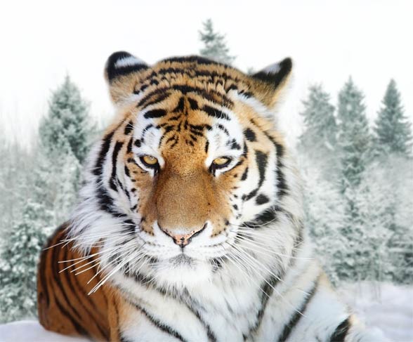 Siberian tiger / Amur tiger (Panthera tigris altaica)