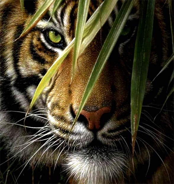 Tigers: The world's largest cats