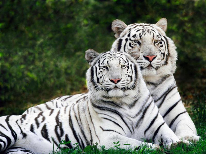 Tigers are the largest of 2024 all cats