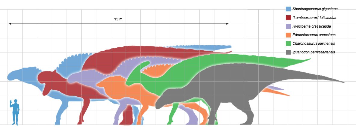 Largest ornithopods