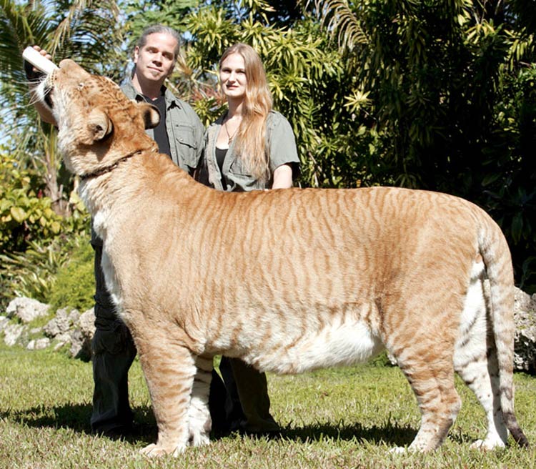 Hercules The Liger 2012 Liger Wikiwand Hercules The Liger 2012 Liger Wikiwand