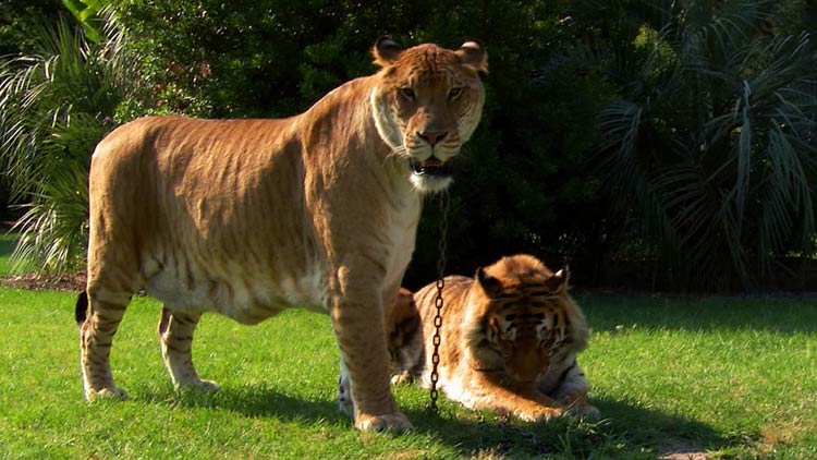 Liger Hercules 2024 Liger Hercules 2024