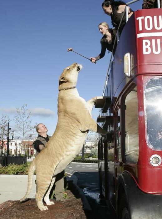 Liger - the largest cat in the world | DinoAnimals.com