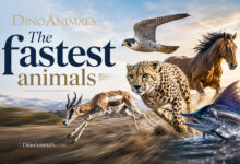 The Fastest Animals