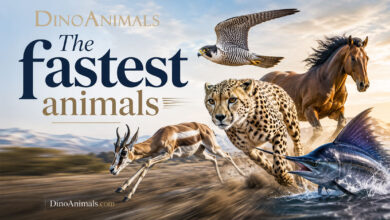 The Fastest Animals