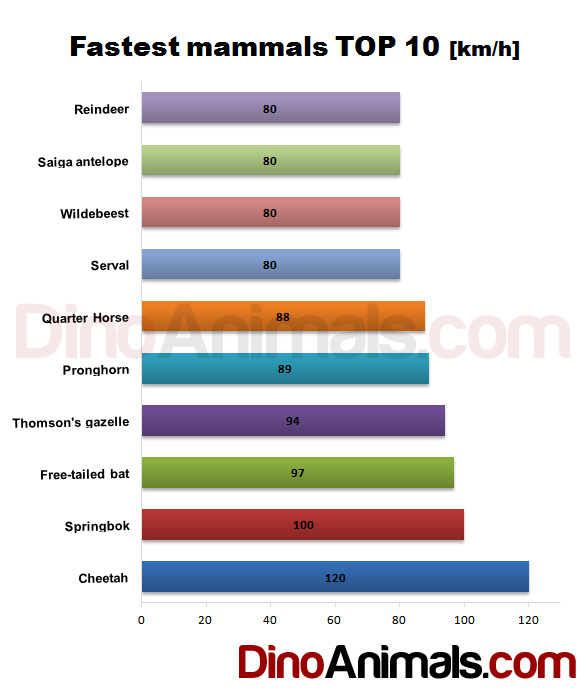 The fastest mammals TOP 10 [km/h]