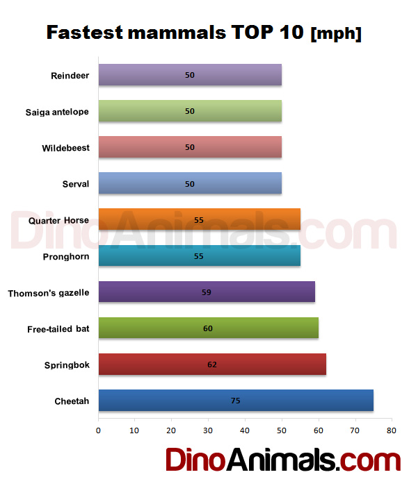 Big Cat Speed Chart