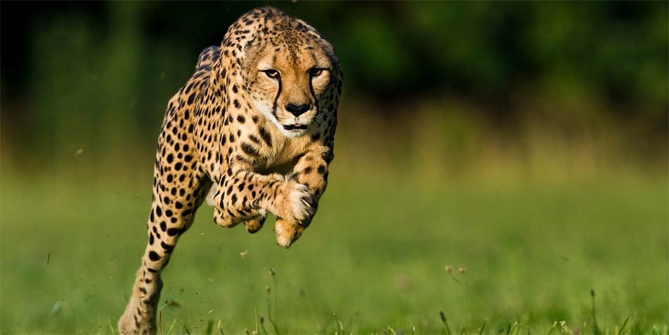 fastest land animal in the world