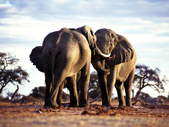 African bush elephant (Loxodonta africana) | DinoAnimals.com