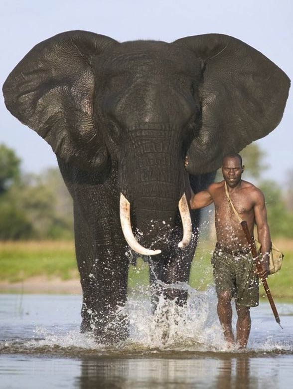 African bush elephant (Loxodonta africana) | DinoAnimals.com