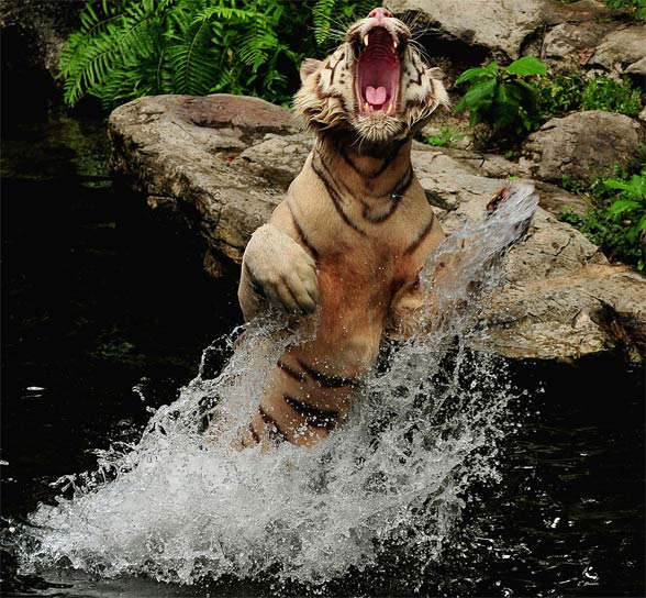 Size in the bengal tiger (Panthera tigris tigris) by TheModes on