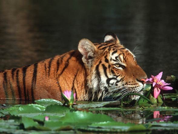 Bengal tiger (Panthera tigris tigris)