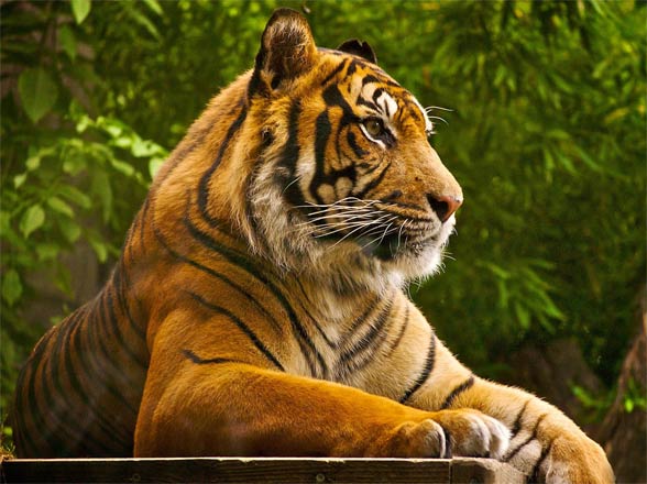 Tigers: The world's largest cats