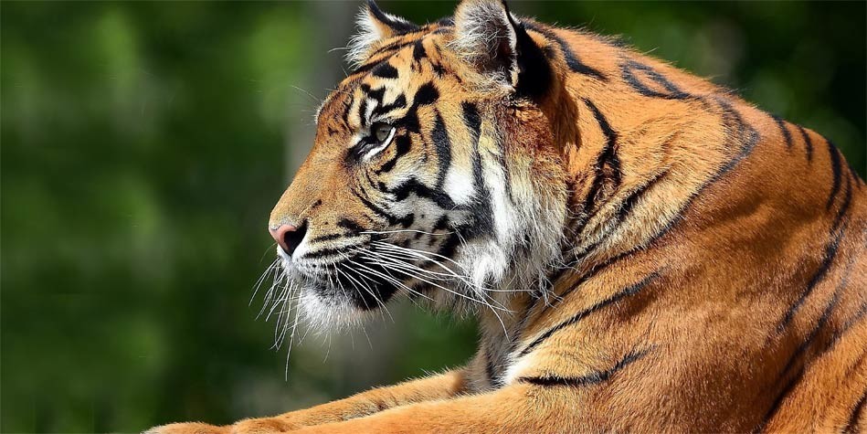 White Bengal Tiger, Animal Database