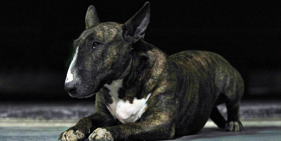 why bull terriers are dangerous
